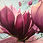 Thumbnail: Port Wine Magnolias