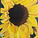 Thumbnail: Greeting Card - Sunflower