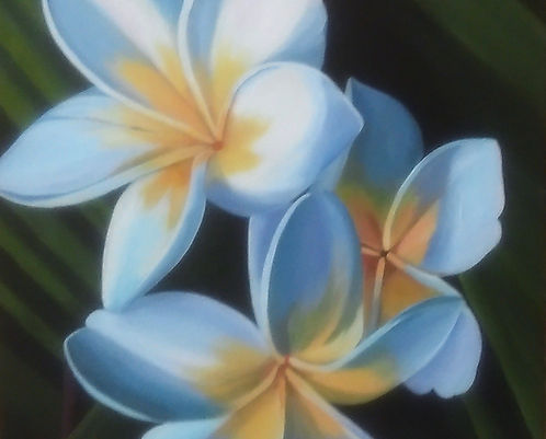 Greeting Card White Frangipani