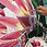 Thumbnail: Greeting Card - Protea